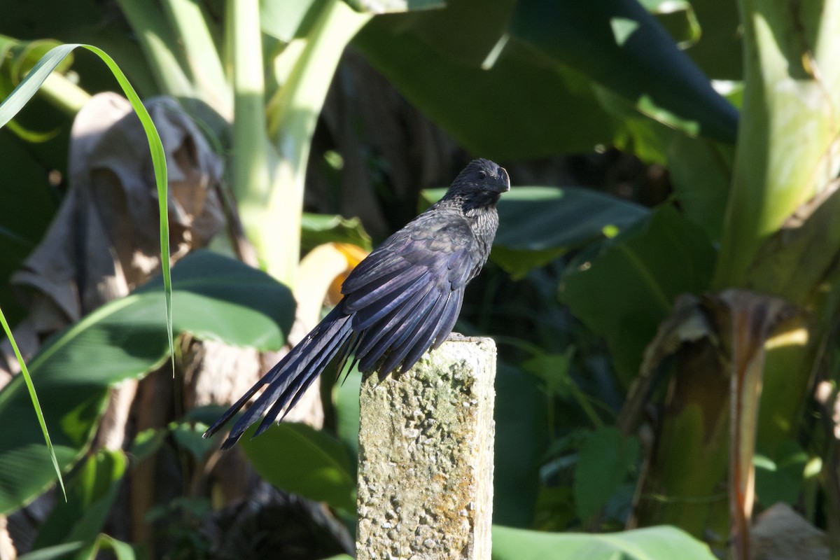 Smooth-billed Ani - ML637649182