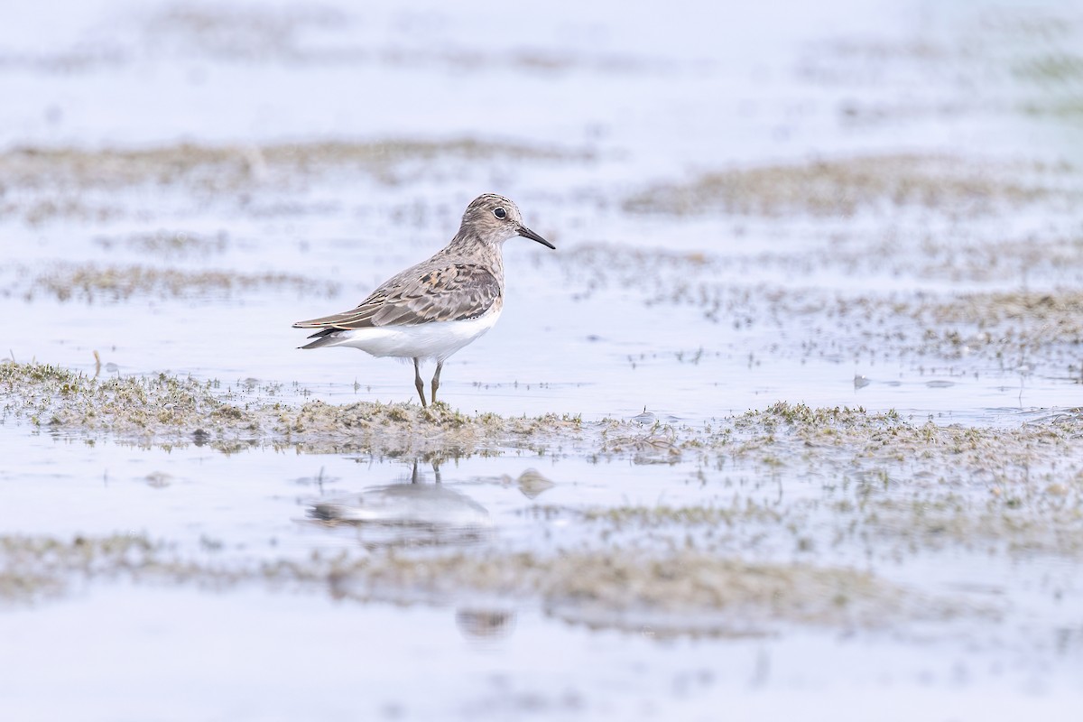 Temminck's Stint - ML637649191