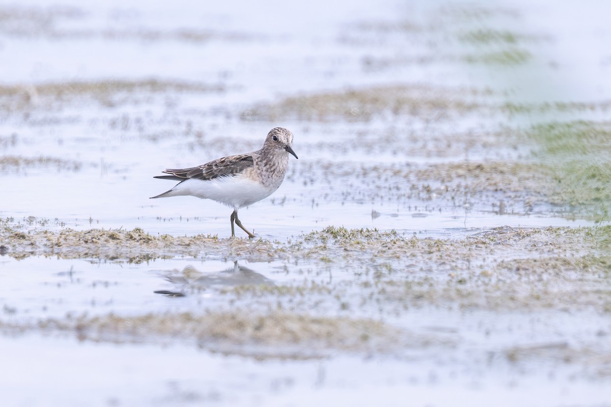 Temminck's Stint - ML637649192