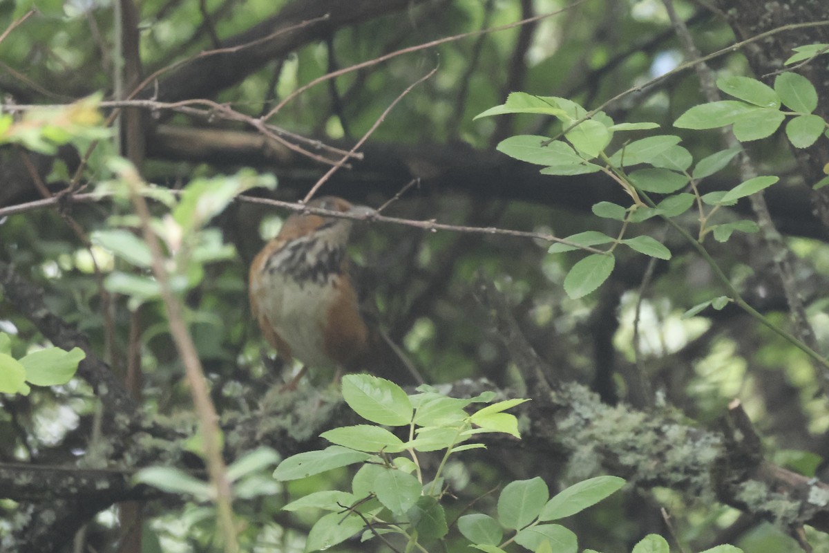 Black-streaked Scimitar-Babbler - ML637649197