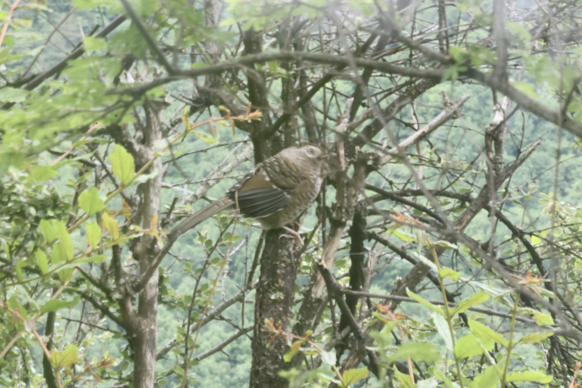 Barred Laughingthrush - ML637649209