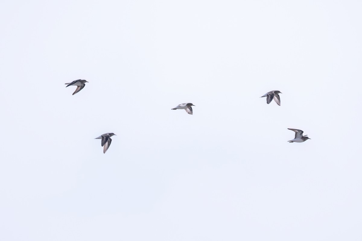 Temminck's Stint - ML637649218