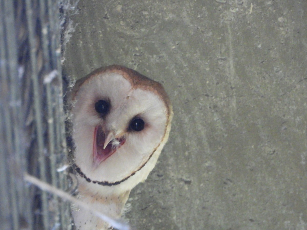 American Barn Owl - ML637649268