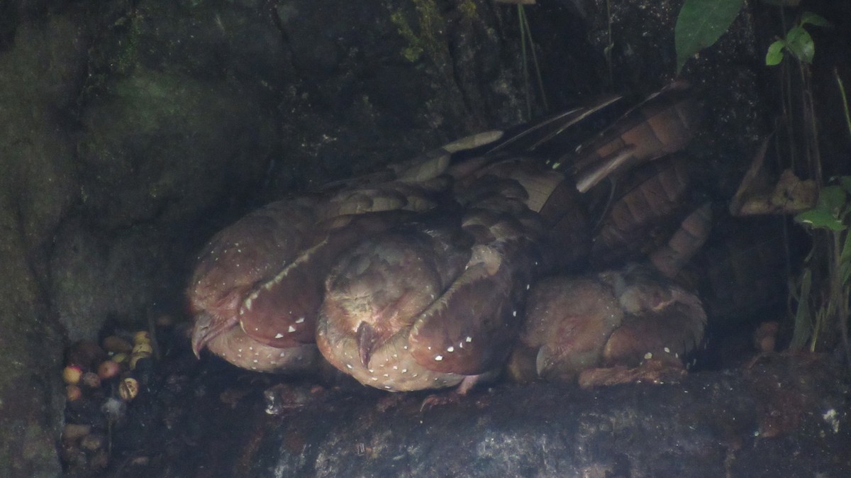 Oilbird - ML637649319