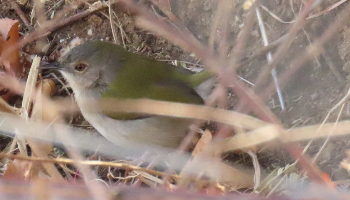 Green-backed Camaroptera - ML637649399