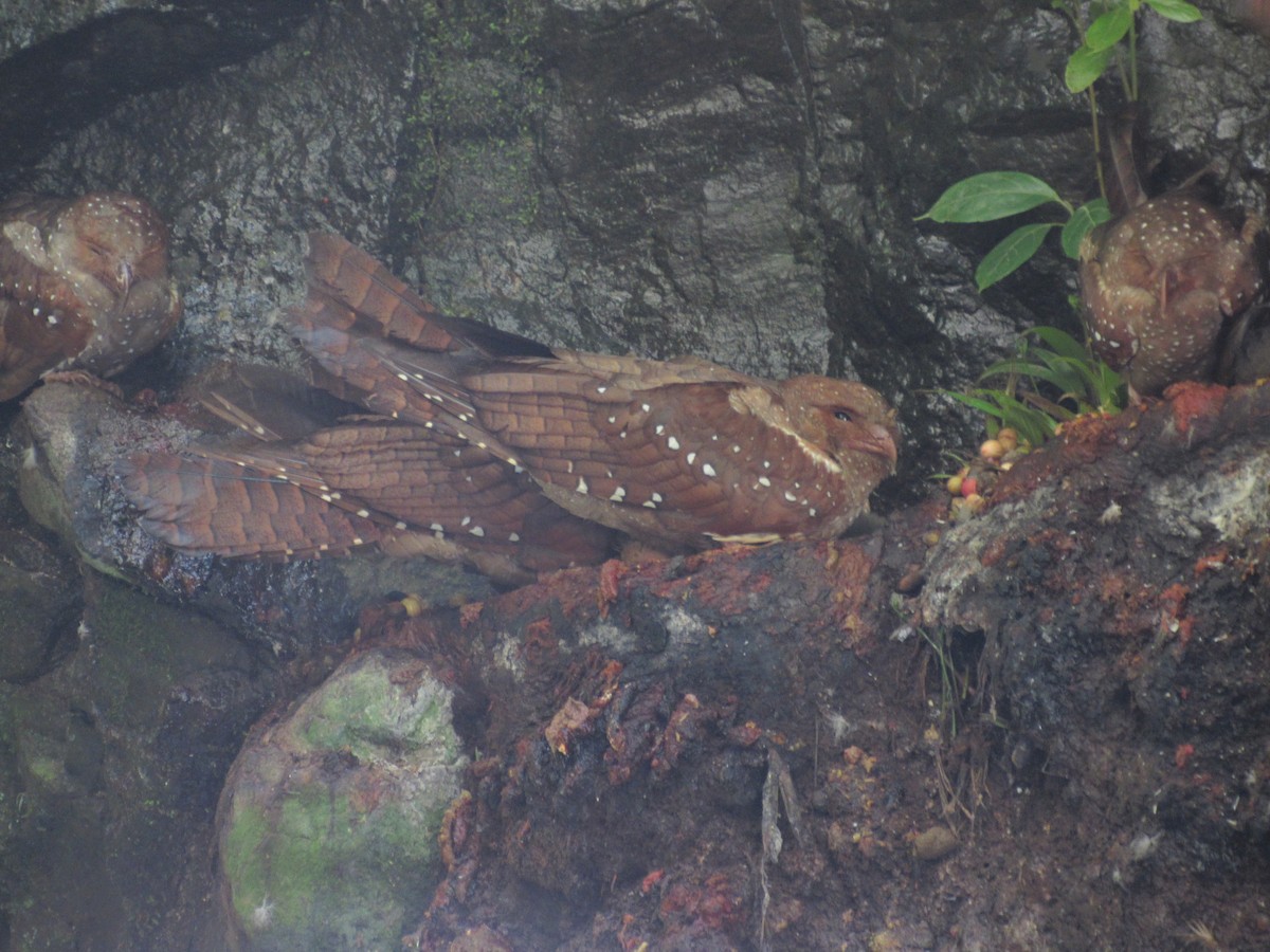 Oilbird - ML637649401
