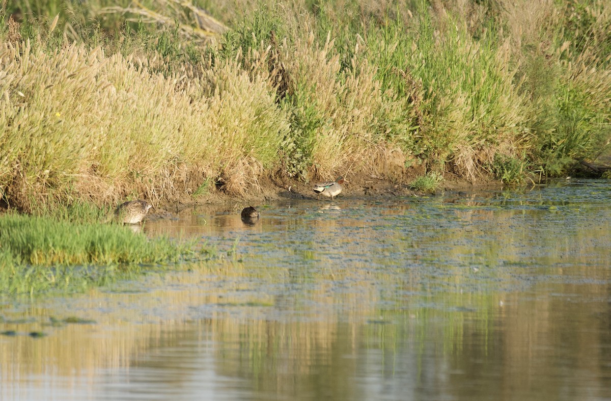 Zertzeta arrunta (eurasiarra) - ML637649447