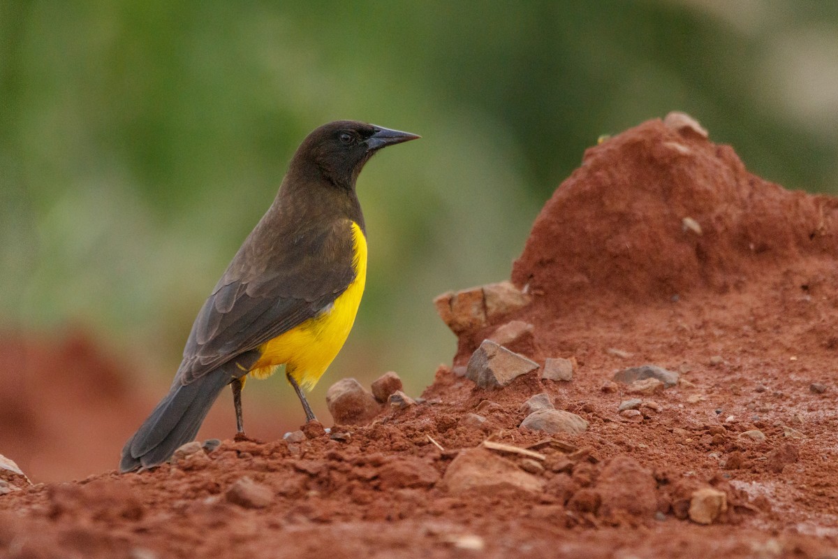 Yellow-rumped Marshbird - ML637649449