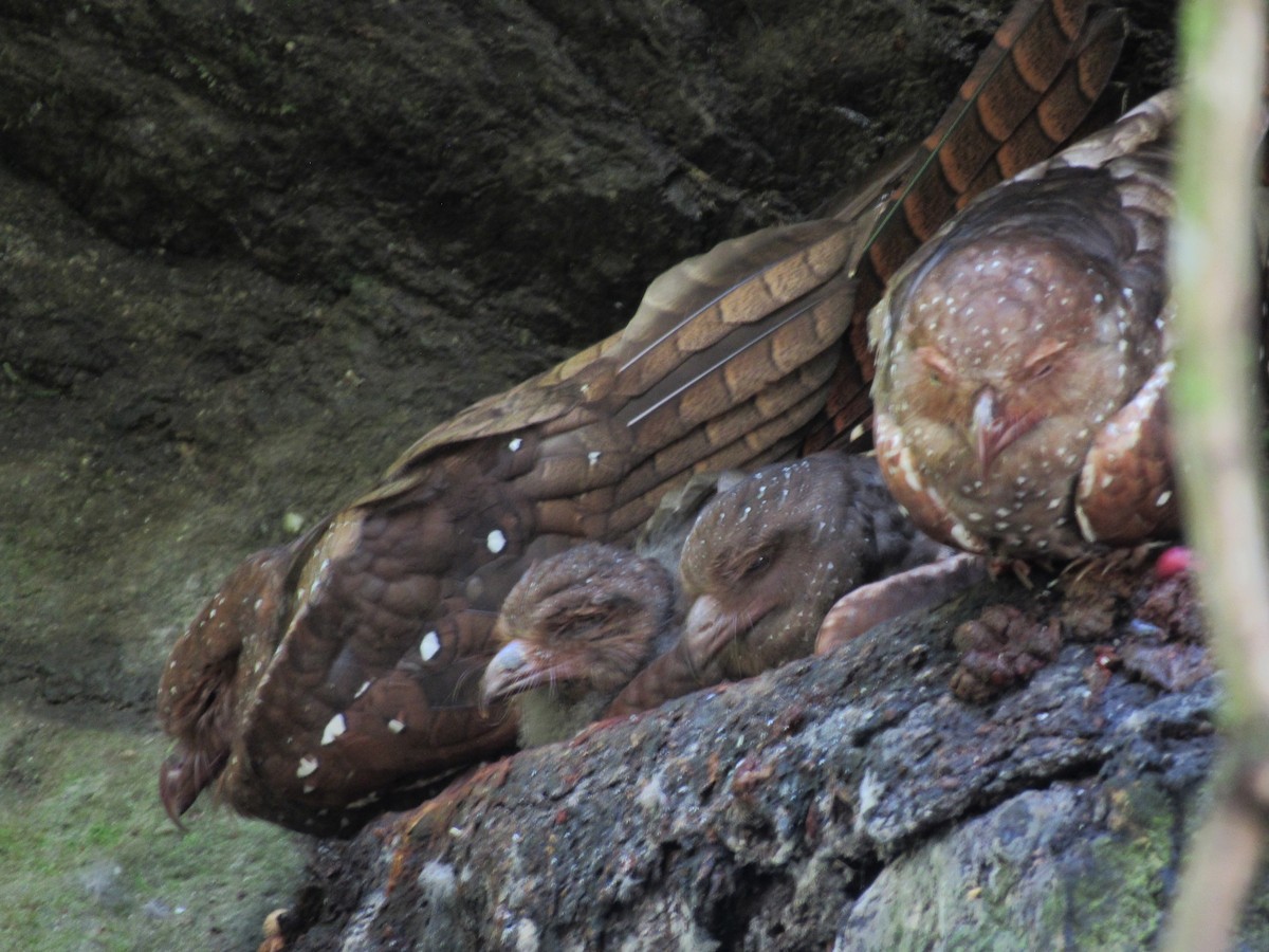 Oilbird - ML637649461