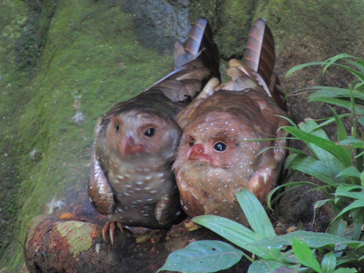 Oilbird - ML637649474