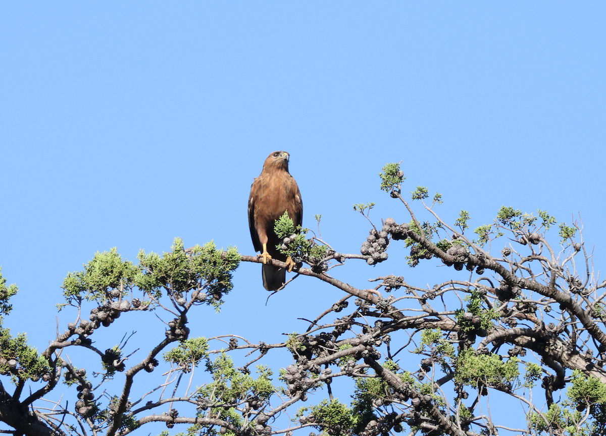 Elgin Buzzard (undescribed form) - ML637649509
