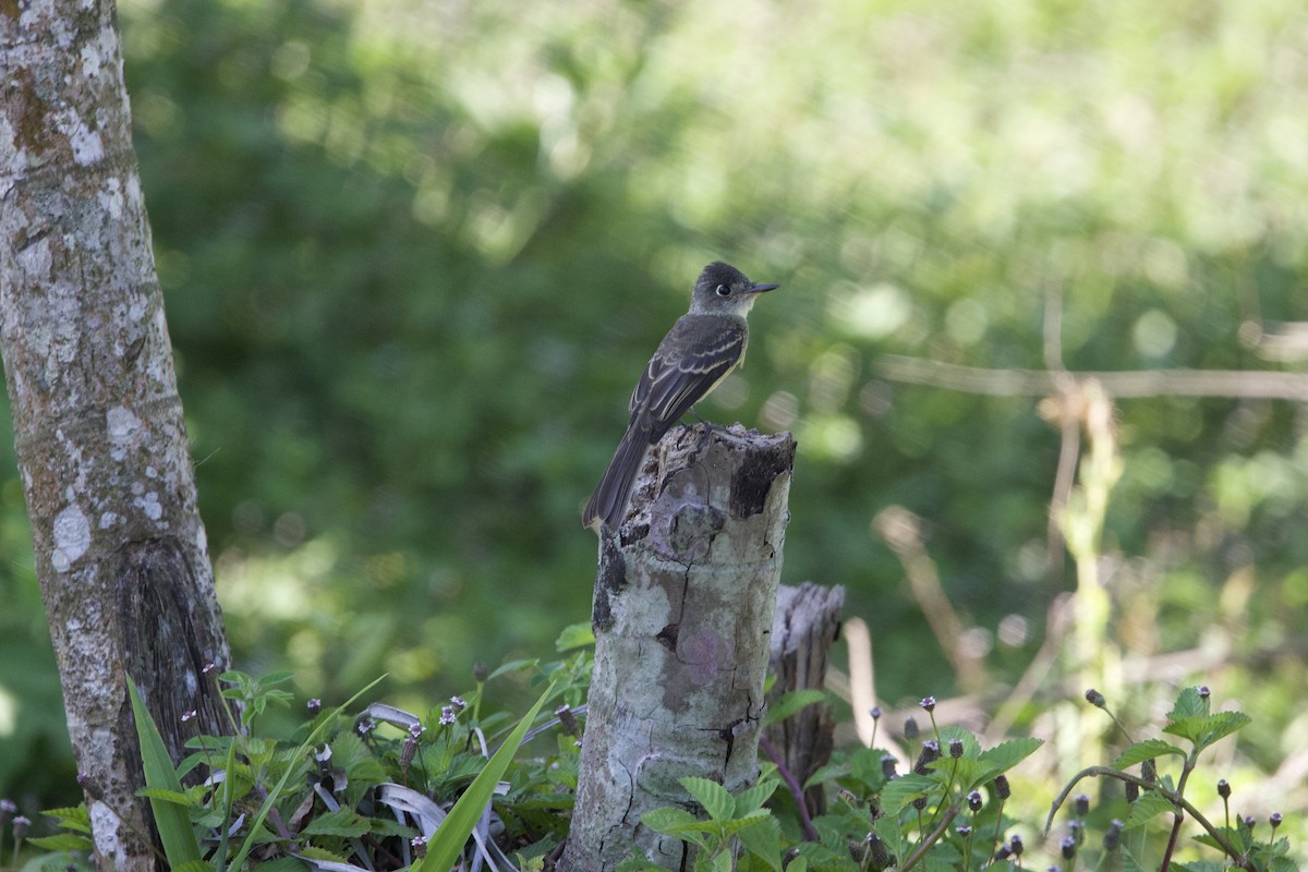 Cuban Pewee - ML637649530