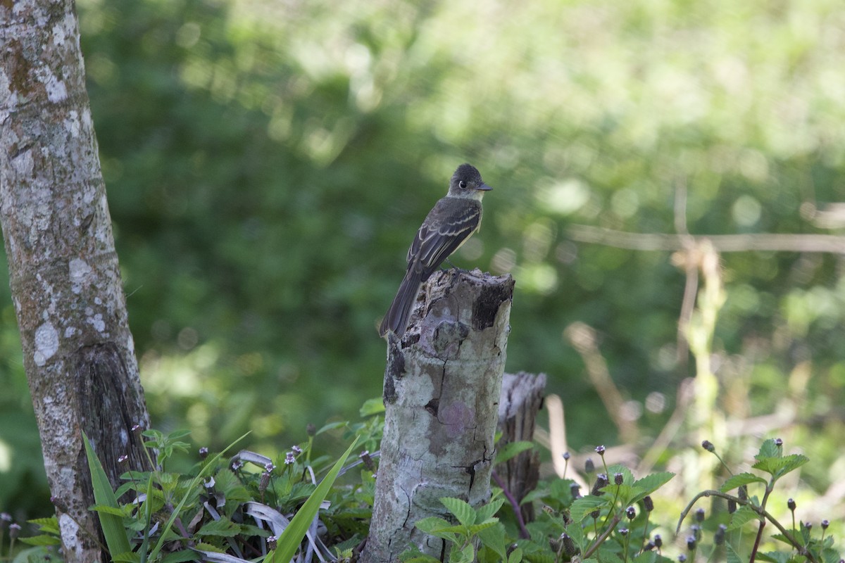 Cuban Pewee - ML637649531