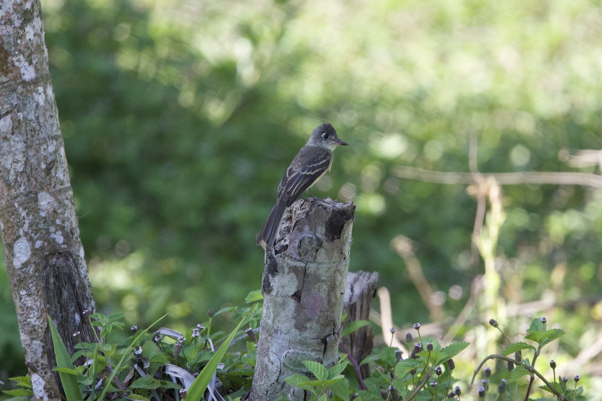 Cuban Pewee - ML637649532