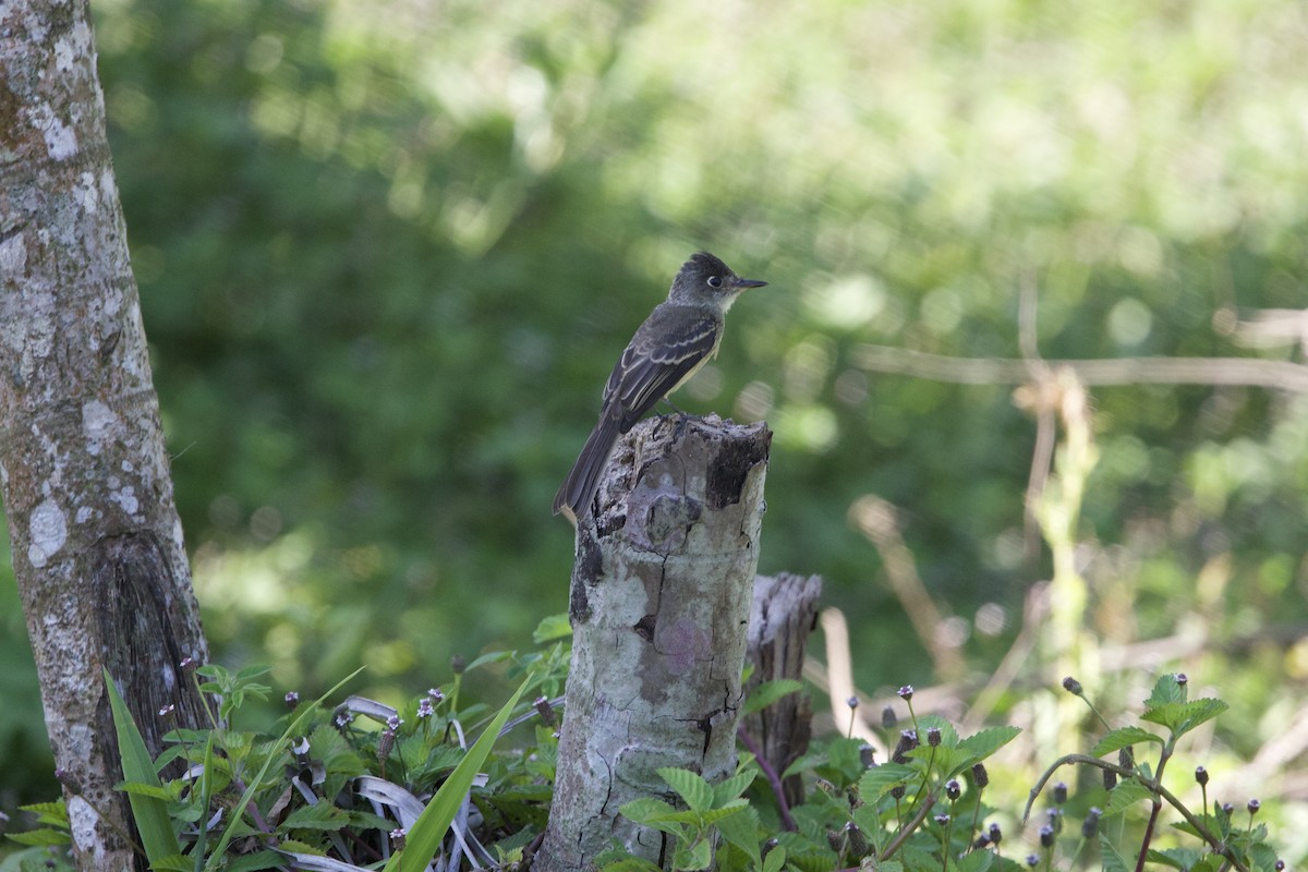 Cuban Pewee - ML637649533