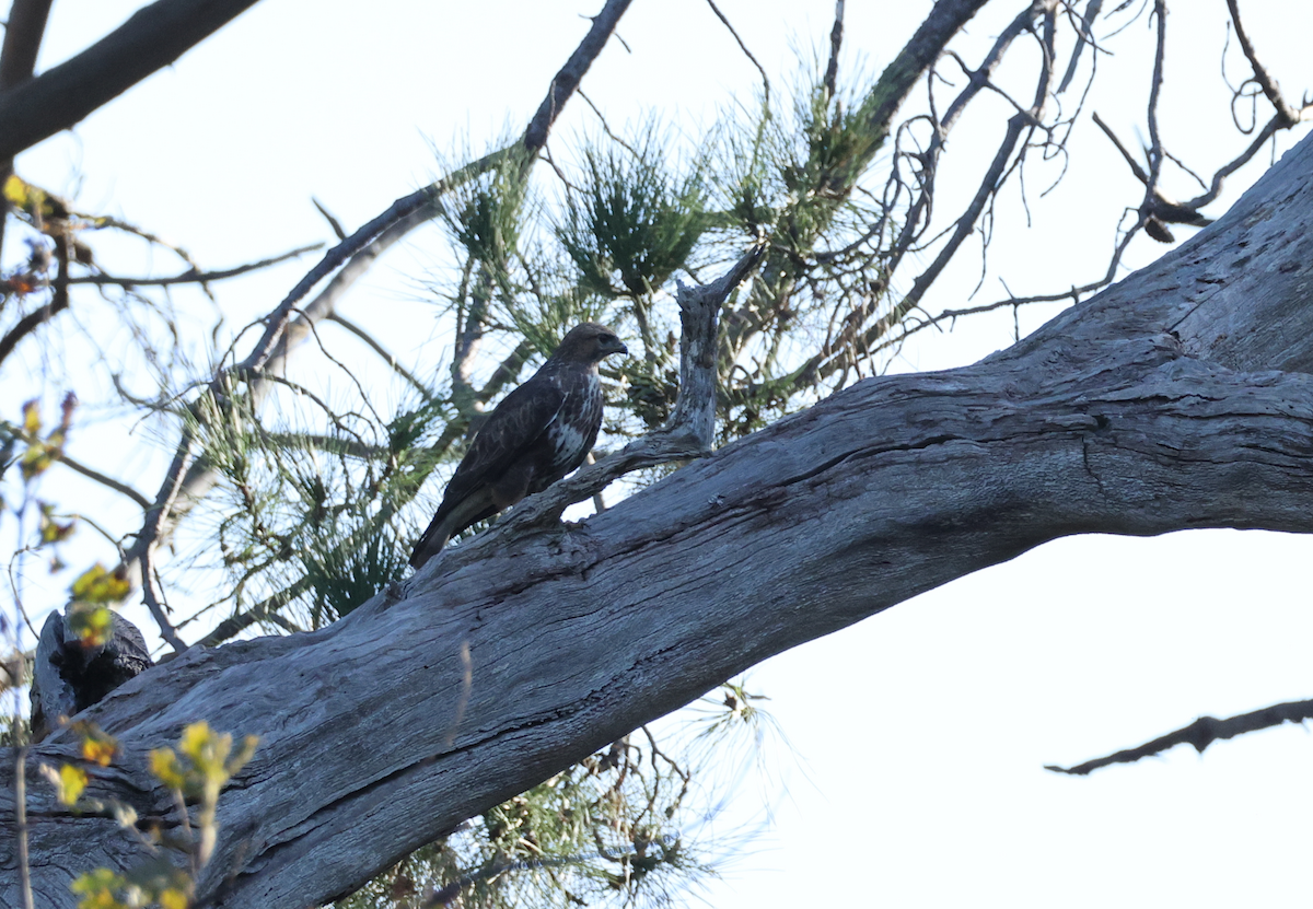 Buteo sp. - ML637649546