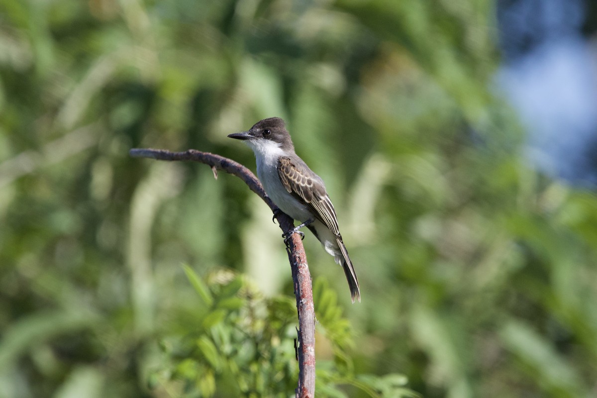 オジロハイイロタイランチョウ - ML637649586