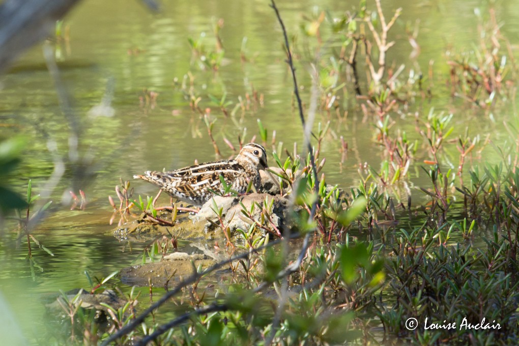 Wilson's Snipe - ML63764961