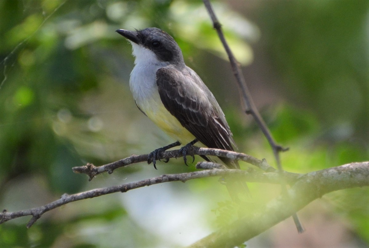 Snowy-throated Kingbird - ML637649663