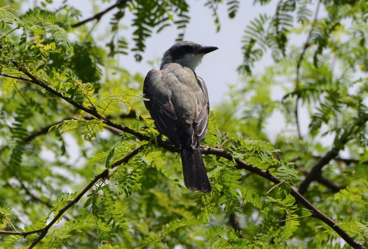 Snowy-throated Kingbird - ML637649664