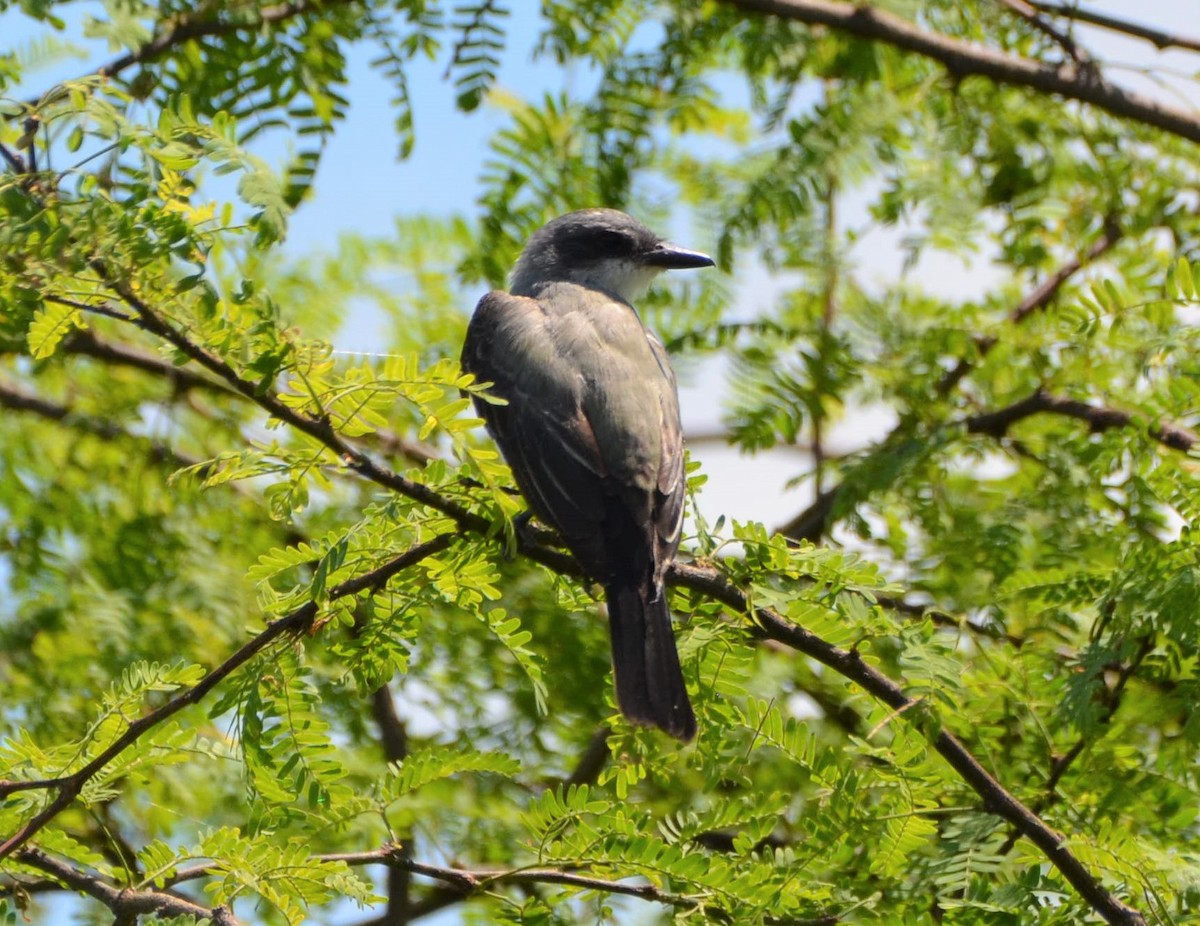 Snowy-throated Kingbird - ML637649665