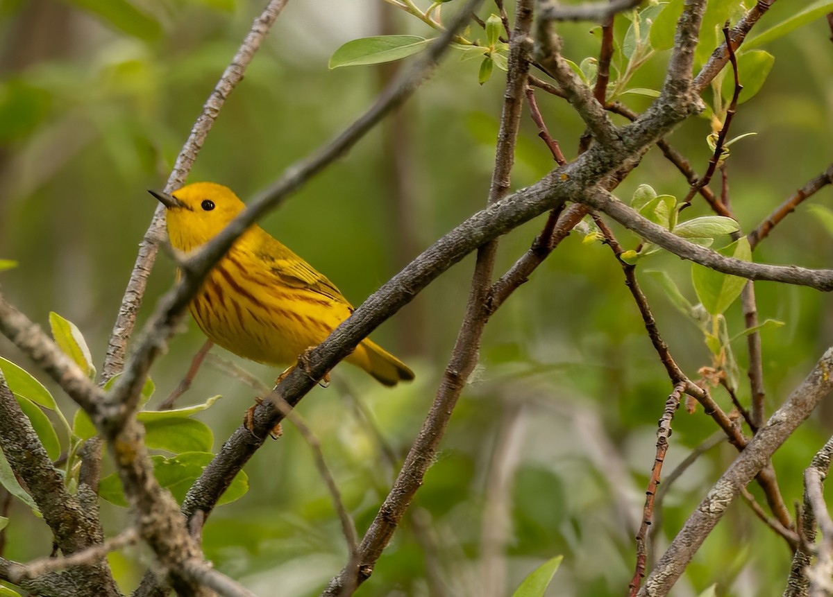 Yellow Warbler - ML637649667