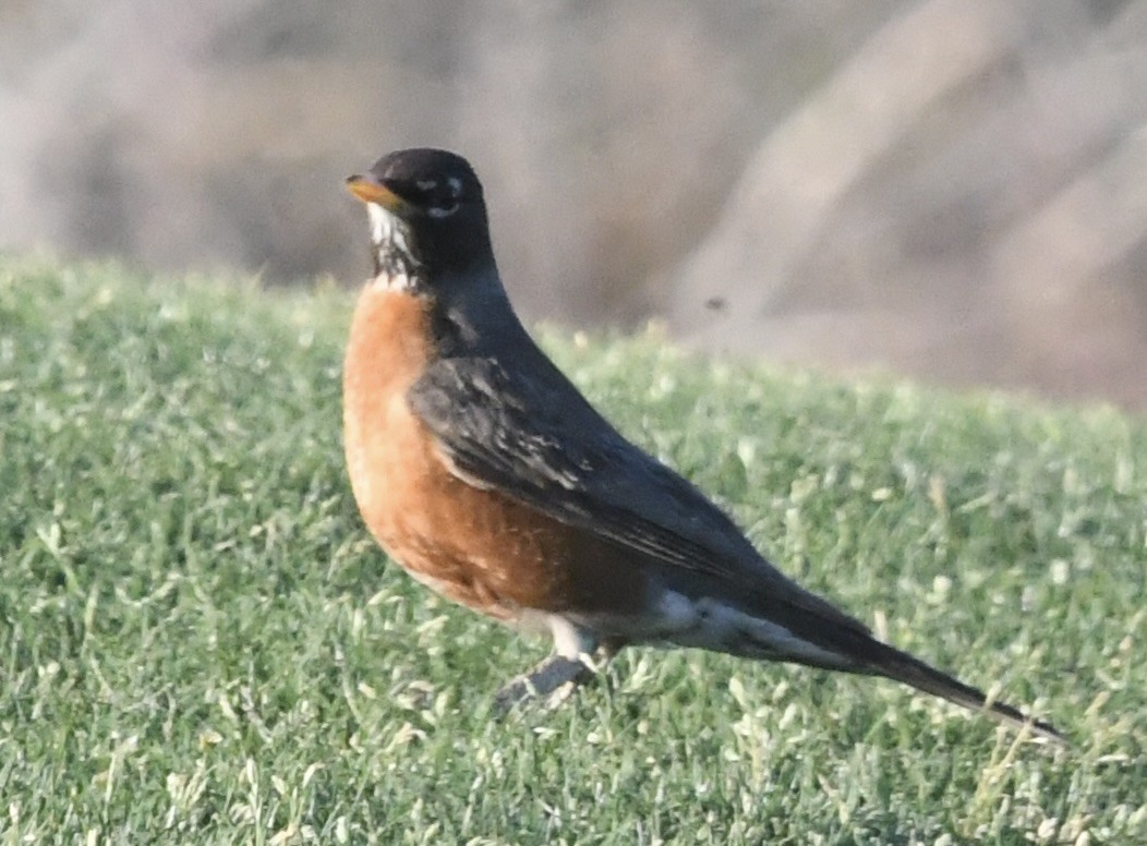 American Robin - ML637649682