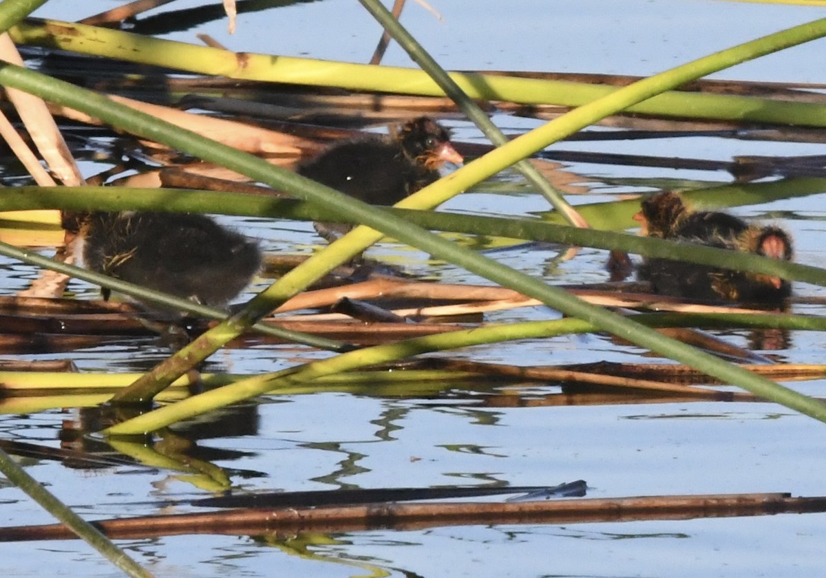 American Coot - ML637649702