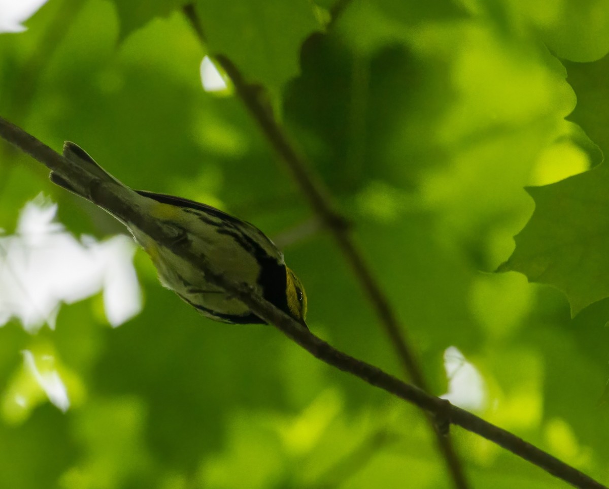 Black-throated Green Warbler - ML637649706