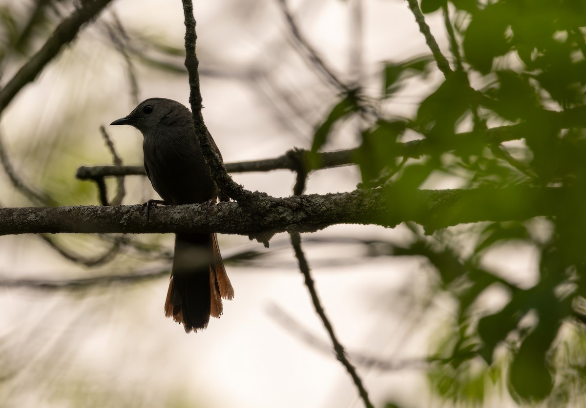 Gray Catbird - ML637649721