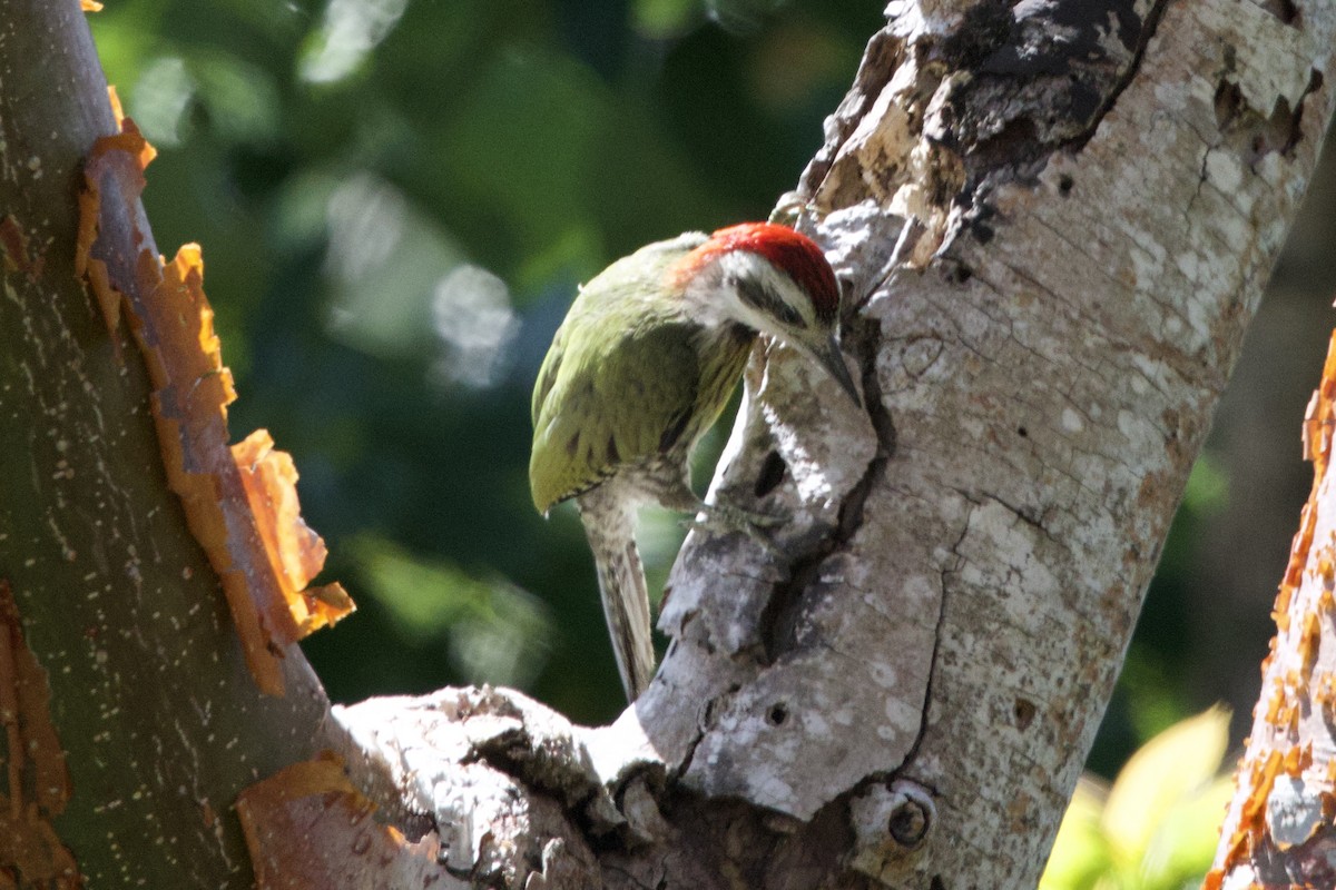 Cuban Green Woodpecker - ML637649740