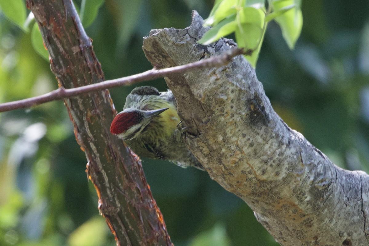 Cuban Green Woodpecker - ML637649741