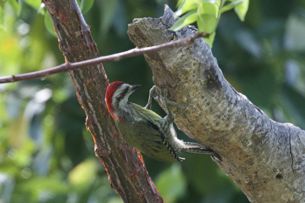 Cuban Green Woodpecker - ML637649742