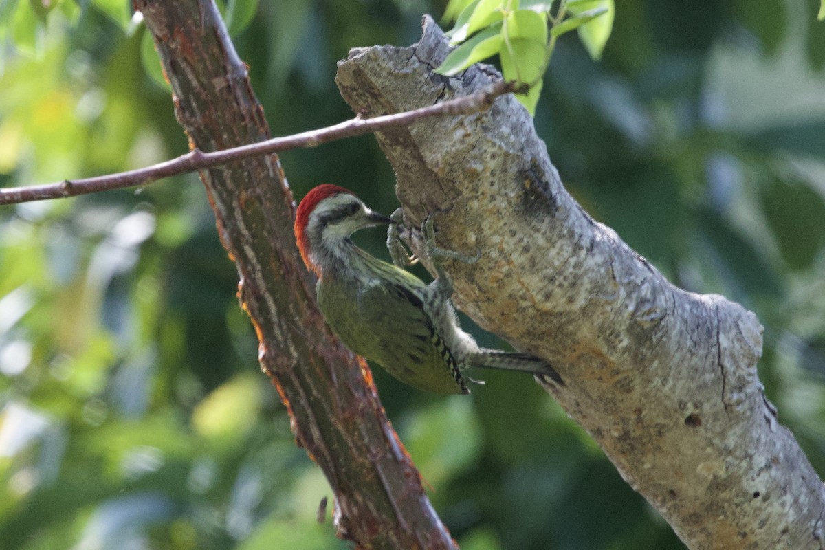Cuban Green Woodpecker - ML637649743
