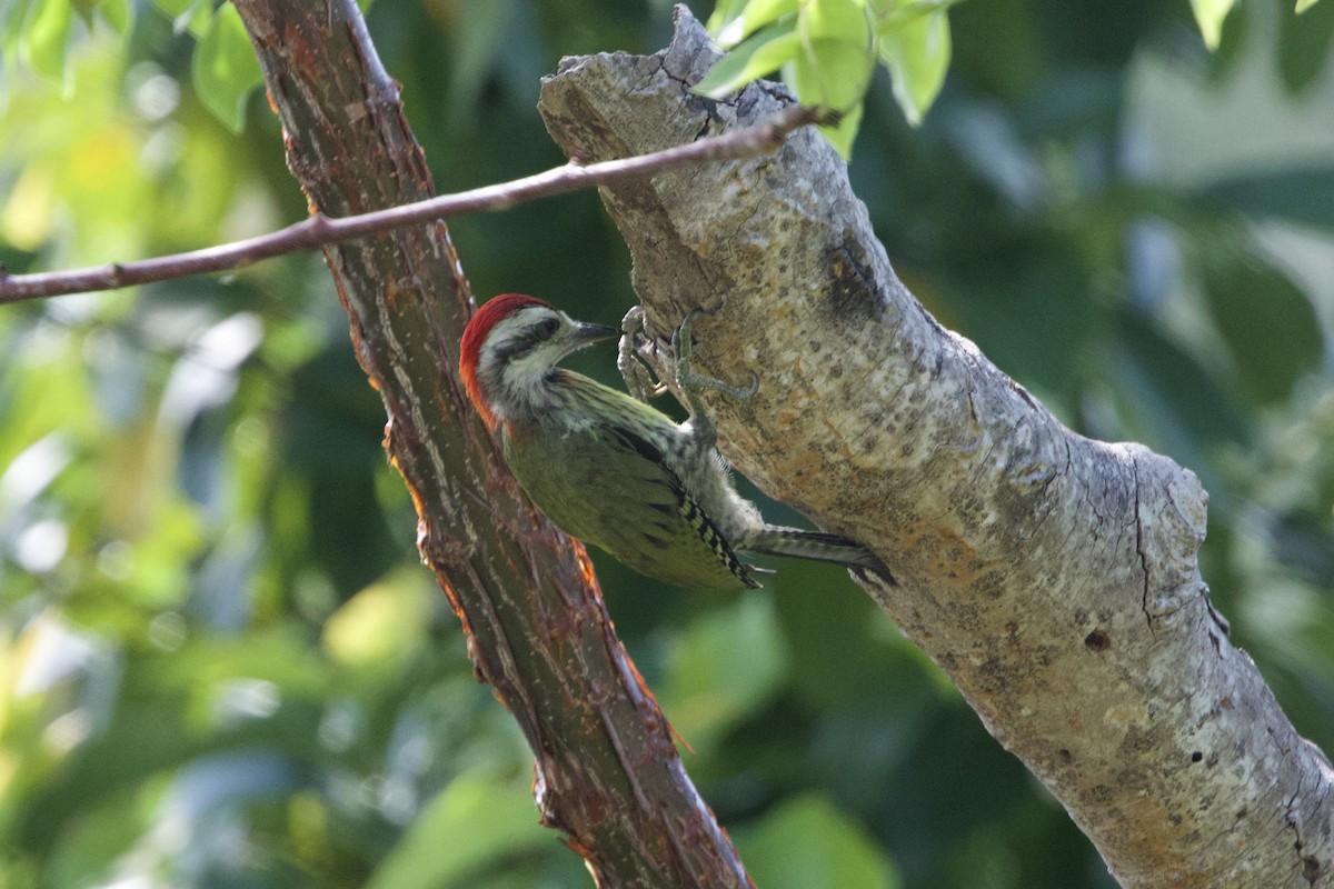 Cuban Green Woodpecker - ML637649744