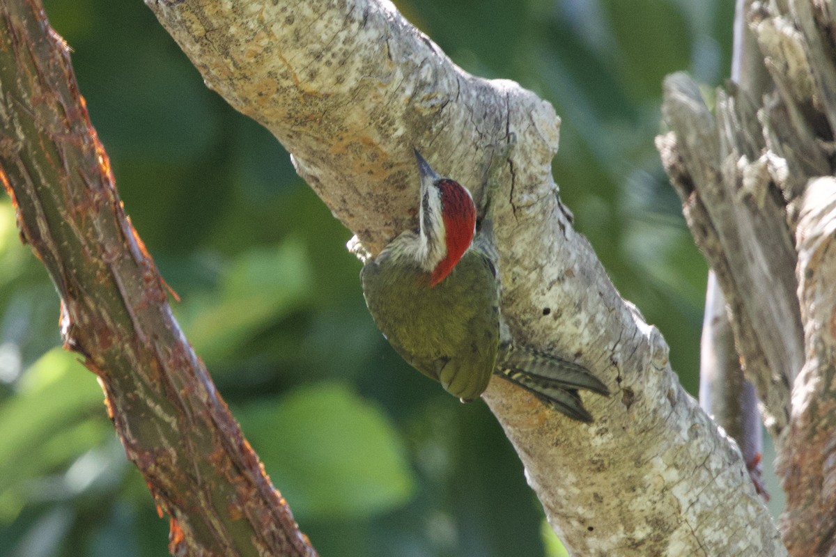 Cuban Green Woodpecker - ML637649745