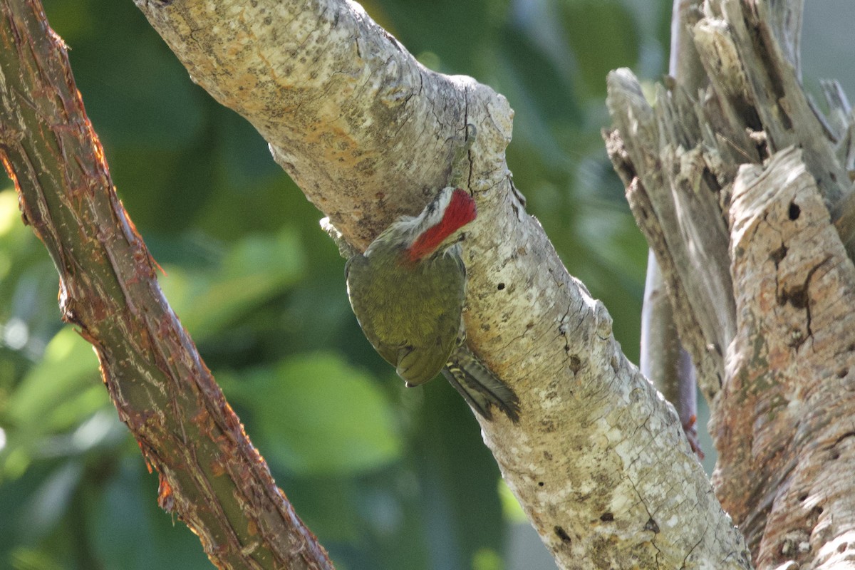 Cuban Green Woodpecker - ML637649746