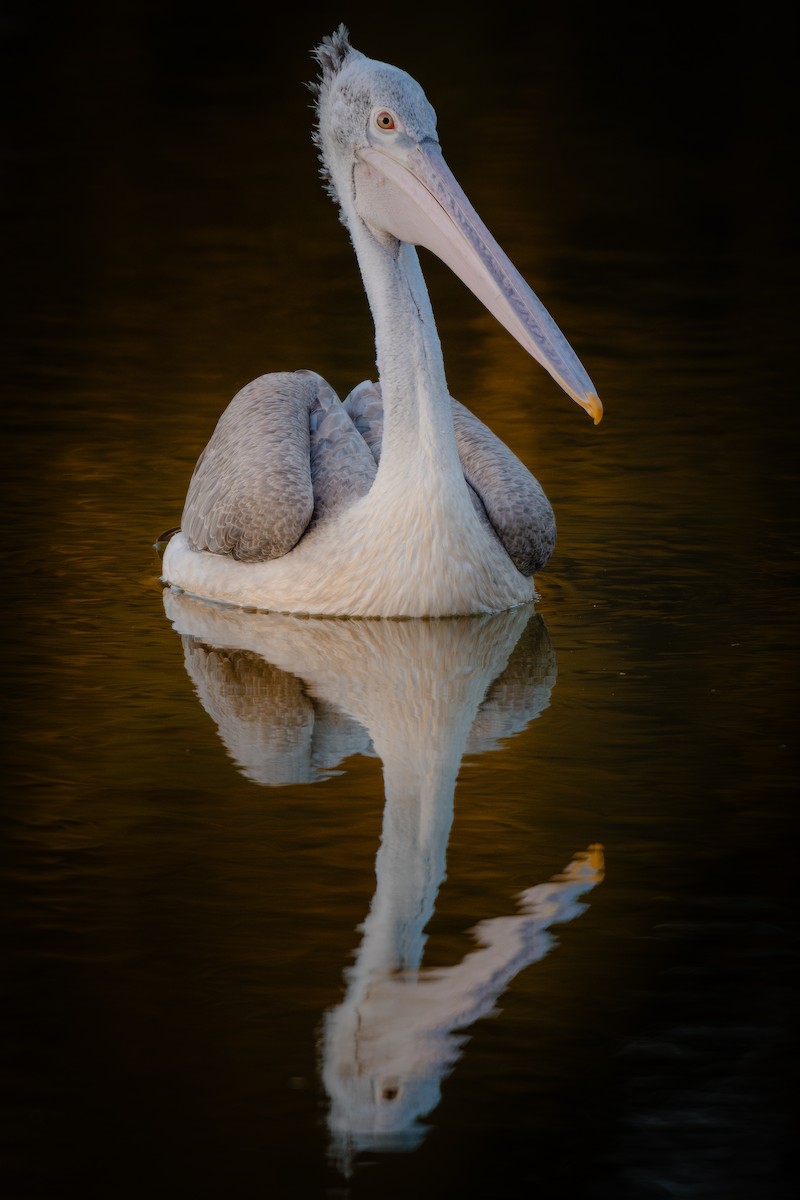 pelikán skvrnozobý - ML637649790