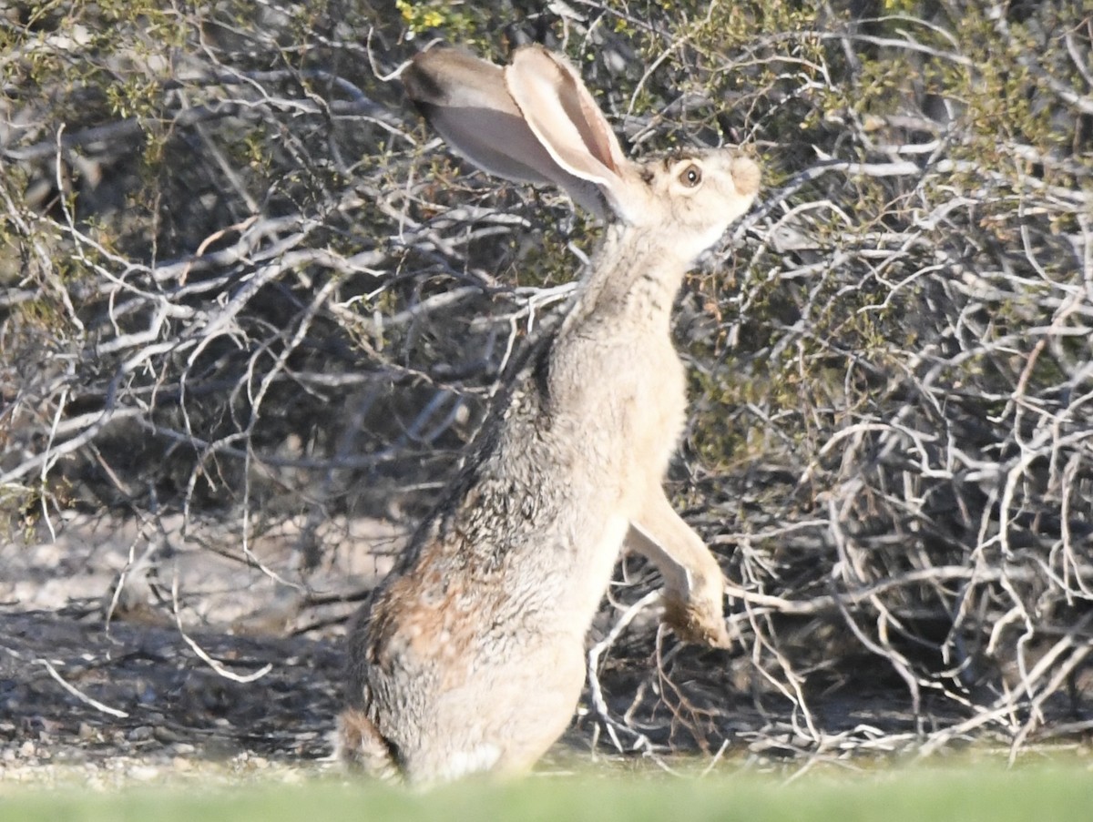 Black-tailed Jackrabbit - ML637649821