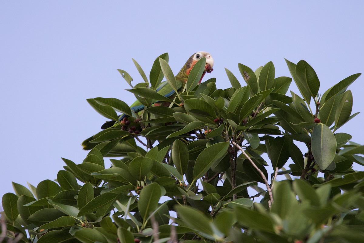 Cuban Amazon - ML637649990