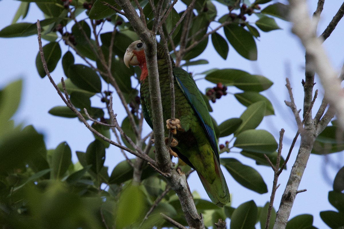 Cuban Amazon - ML637649991