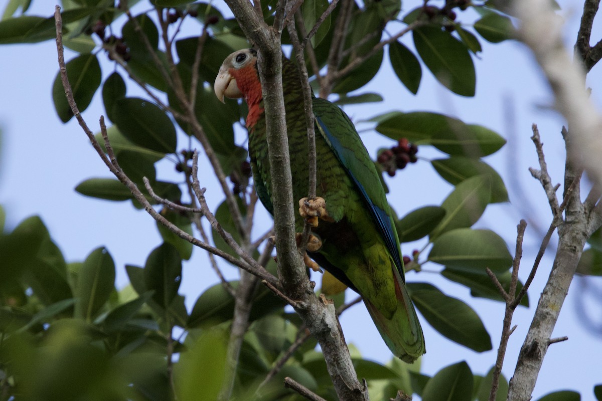 Cuban Amazon - ML637649992
