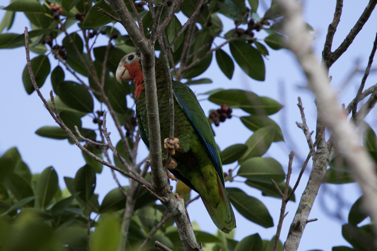 Cuban Amazon - ML637649993