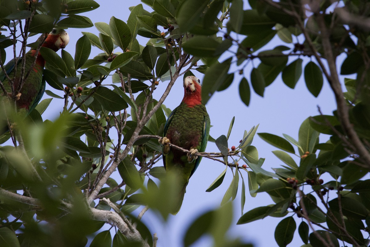 Cuban Amazon - ML637649994