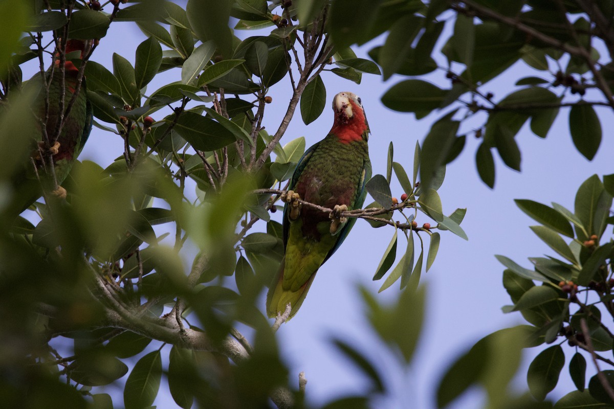 Cuban Amazon - ML637649996