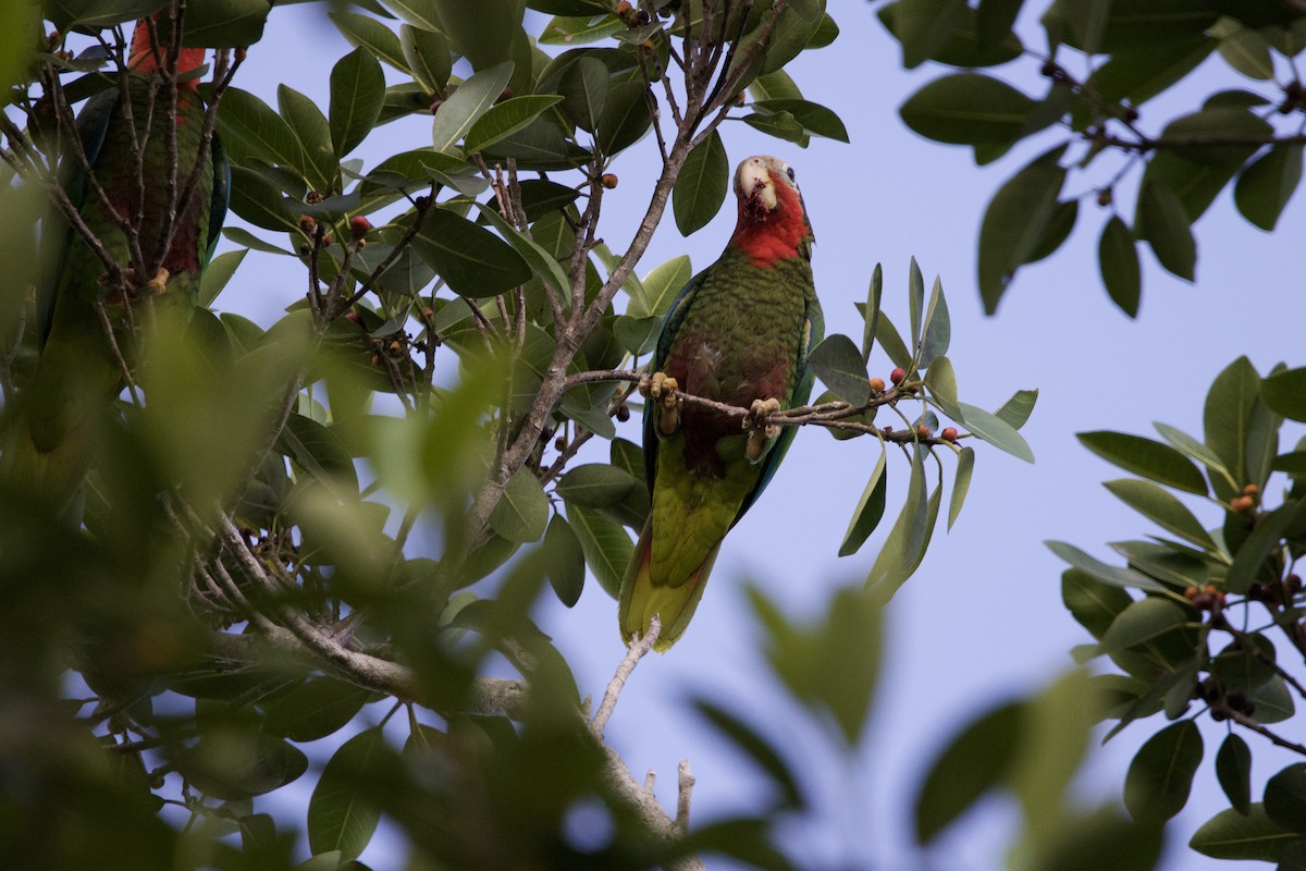 Cuban Amazon - ML637649997