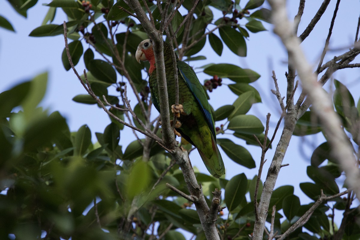 Cuban Amazon - ML637649998