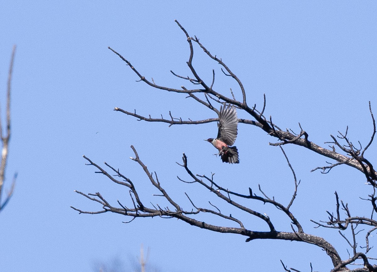 Lewis's Woodpecker - ML637650011