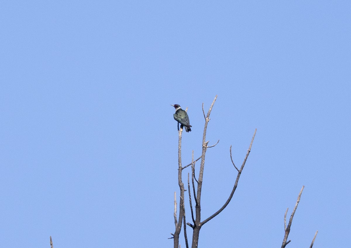 Lewis's Woodpecker - ML637650012