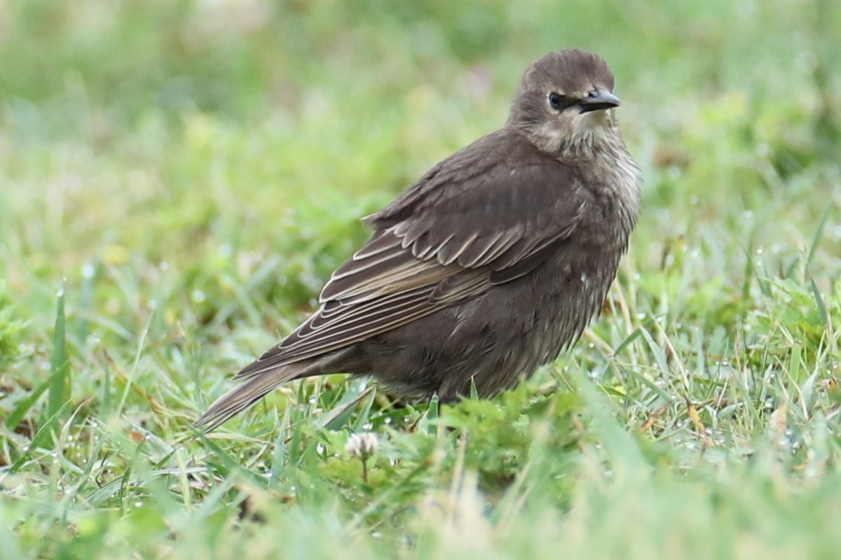 European Starling - ML637650017